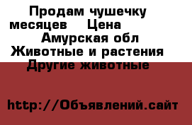 Продам чушечку 8 месяцев  › Цена ­ 10 000 - Амурская обл. Животные и растения » Другие животные   